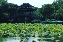 Serenity in Hangzhou